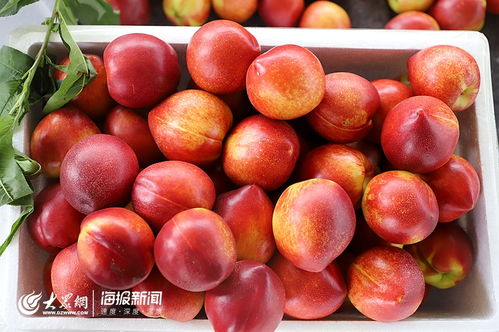 日照市食用農產品合格證制度試行工作現場會在莒縣召開，助力批發環節質量安全再上新臺階